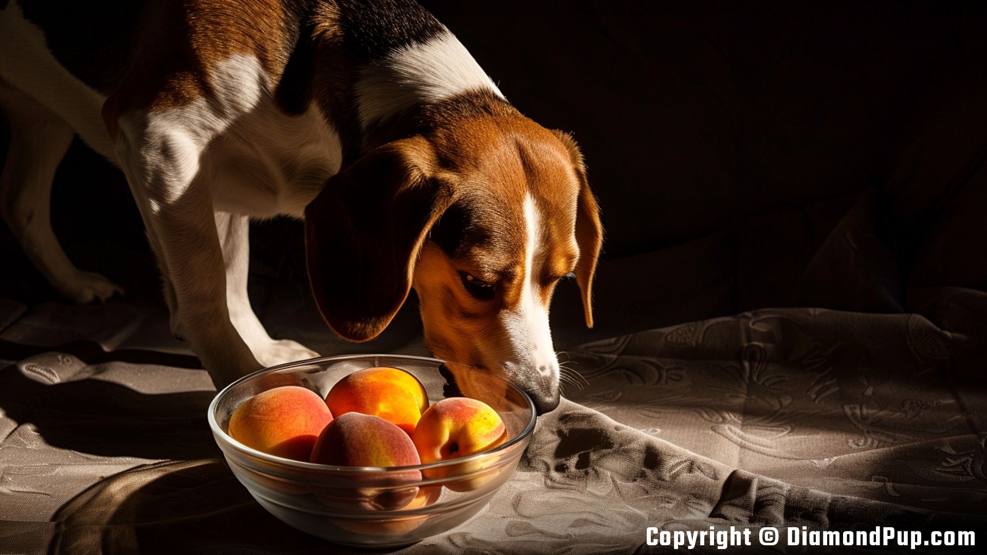 Image of a Cute Beagle Snacking on Peaches