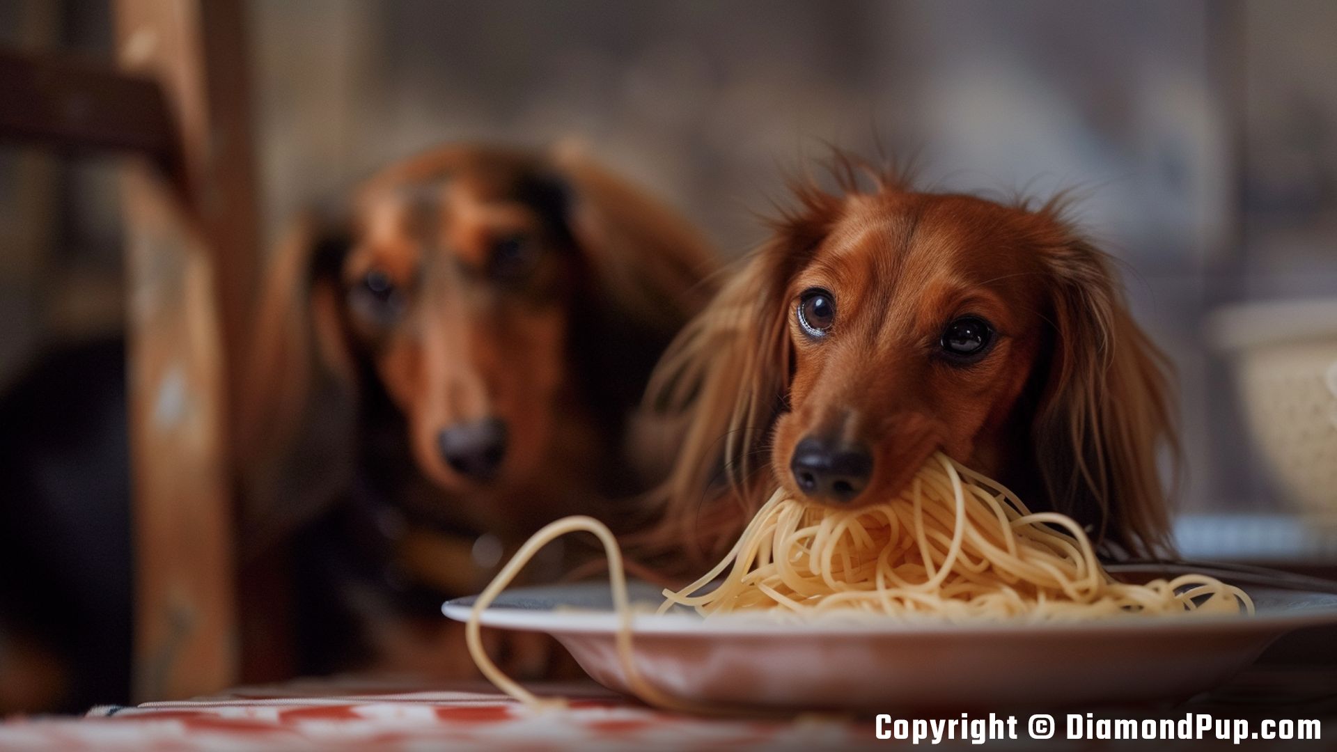 Image of a Cute Dachshund Snacking on Pasta