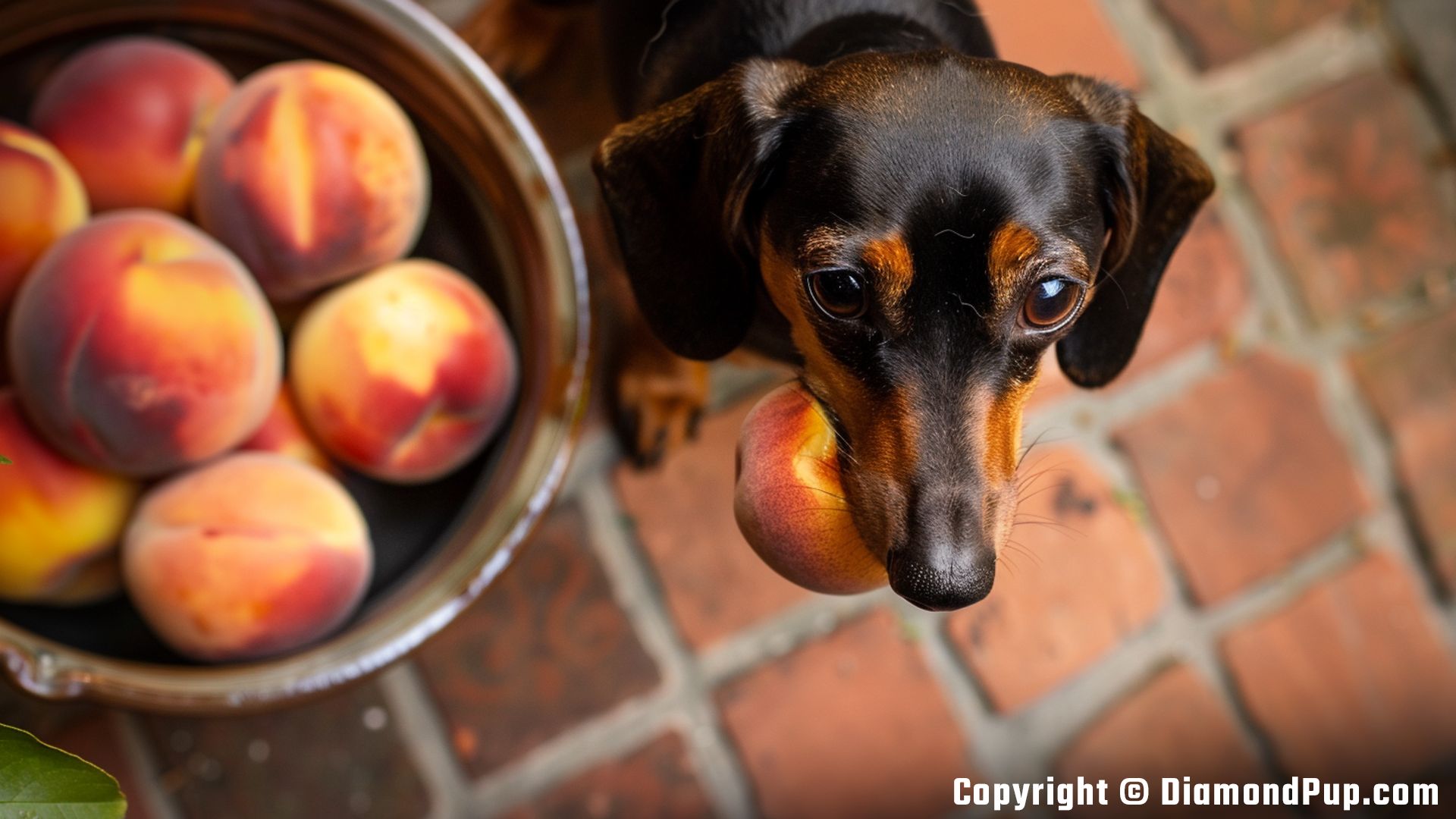Image of a Cute Dachshund Snacking on Peaches