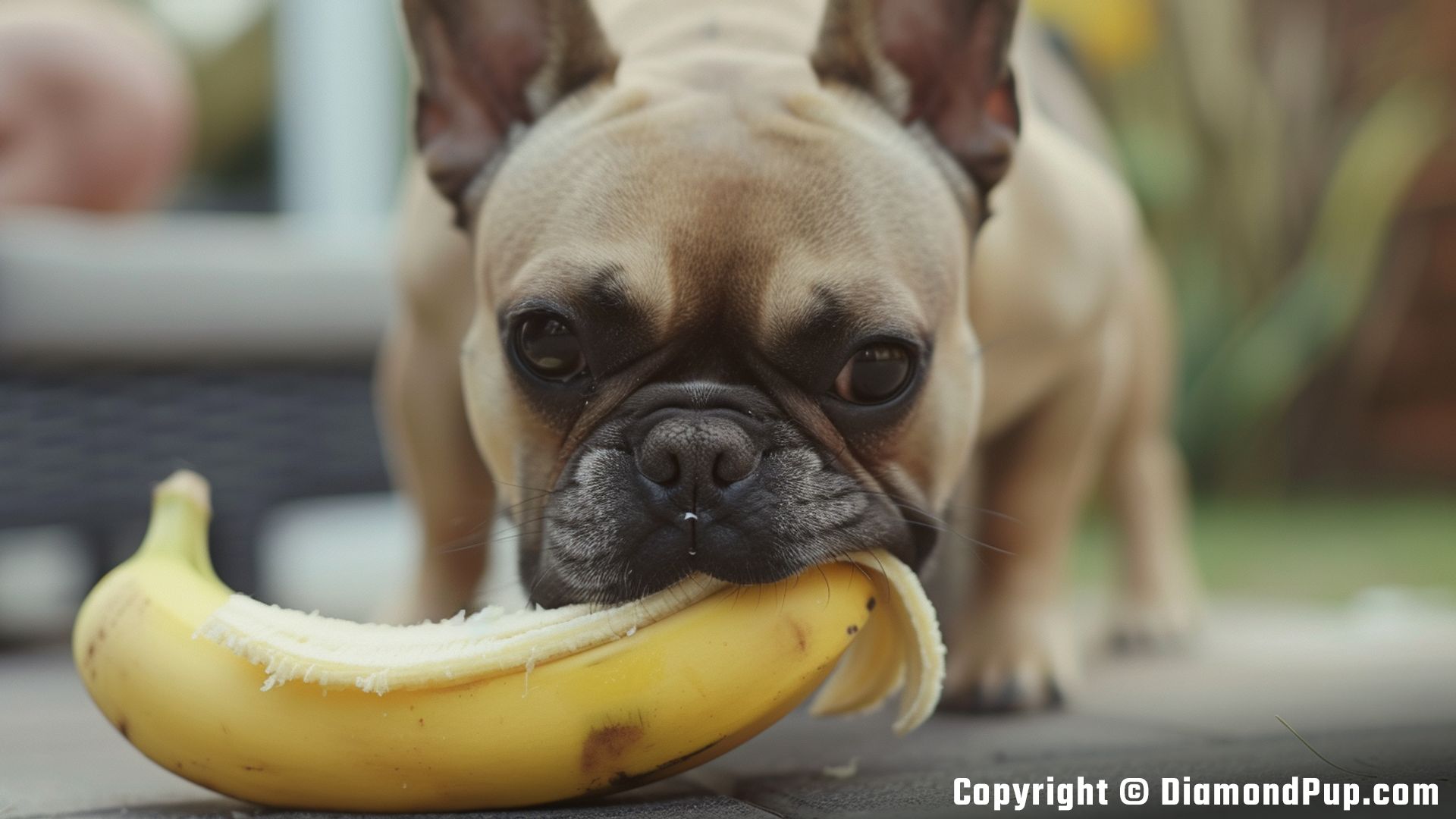 Image of a Cute French Bulldog Snacking on Banana