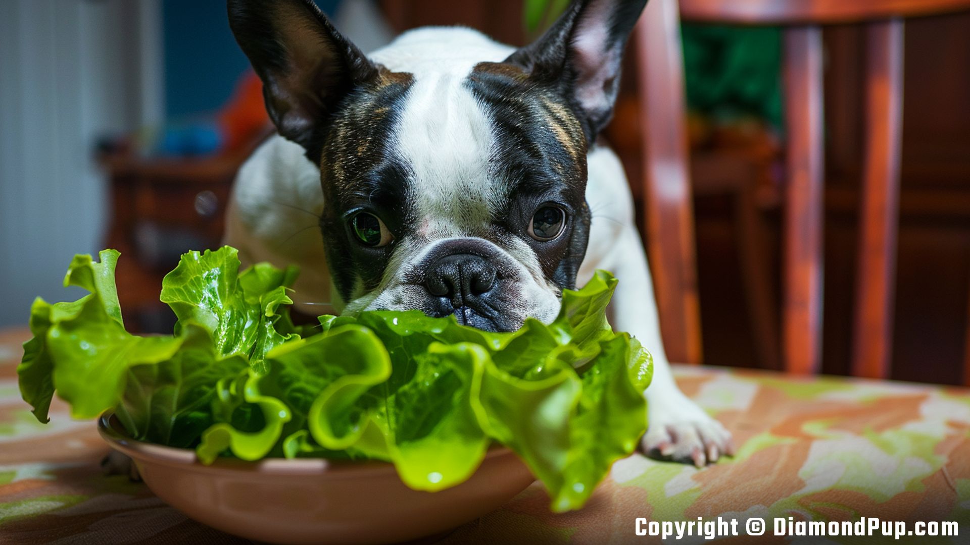 Image of a Cute French Bulldog Snacking on Lettuce