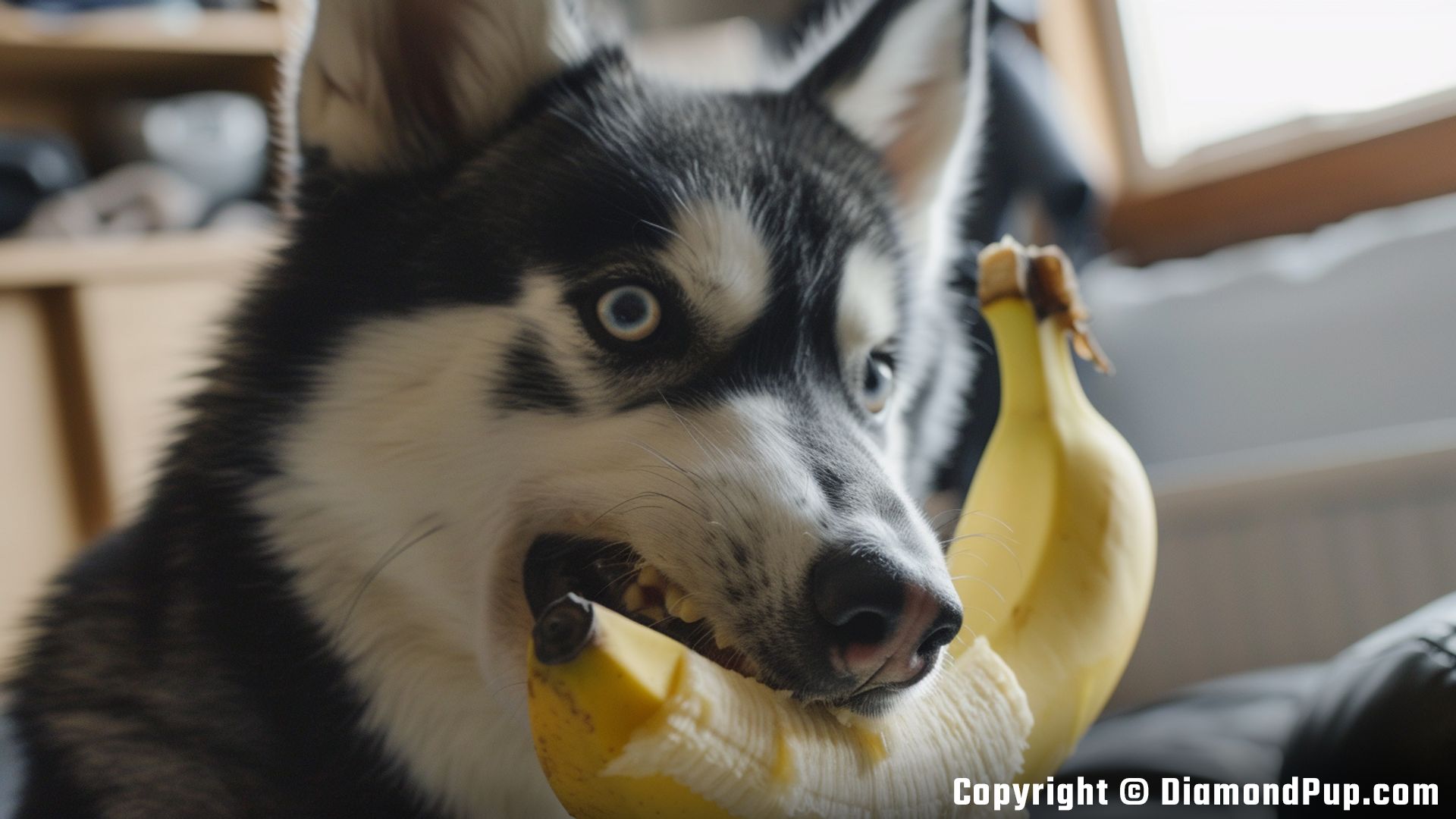 Image of a Cute Husky Eating Banana