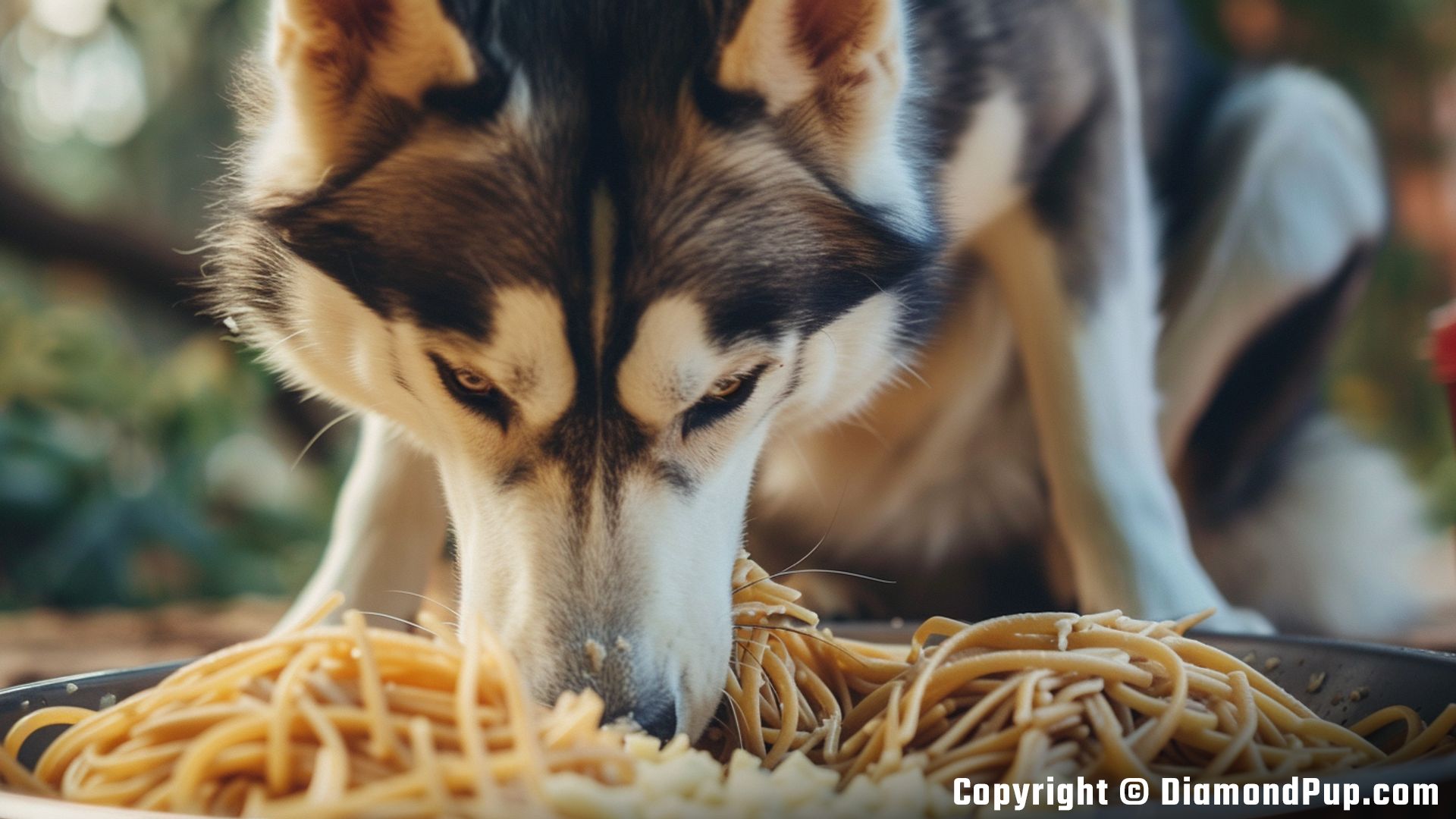 Image of a Cute Husky Eating Pasta
