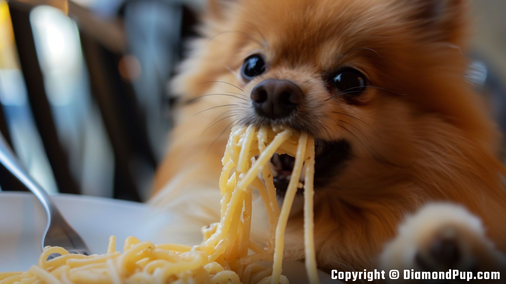 Image of a Cute Pomeranian Snacking on Pasta