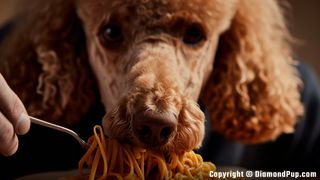 Image of a Cute Poodle Eating Pasta