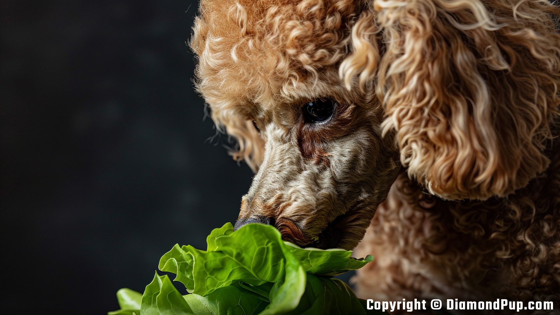Image of a Cute Poodle Snacking on Lettuce