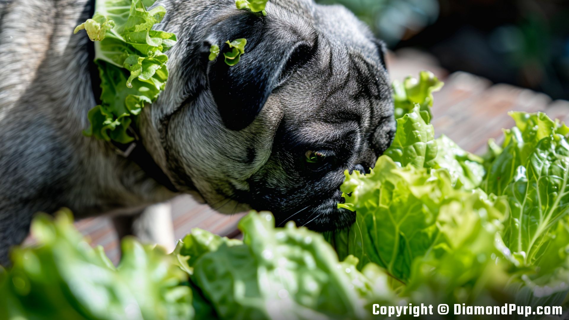 Image of a Cute Pug Eating Lettuce