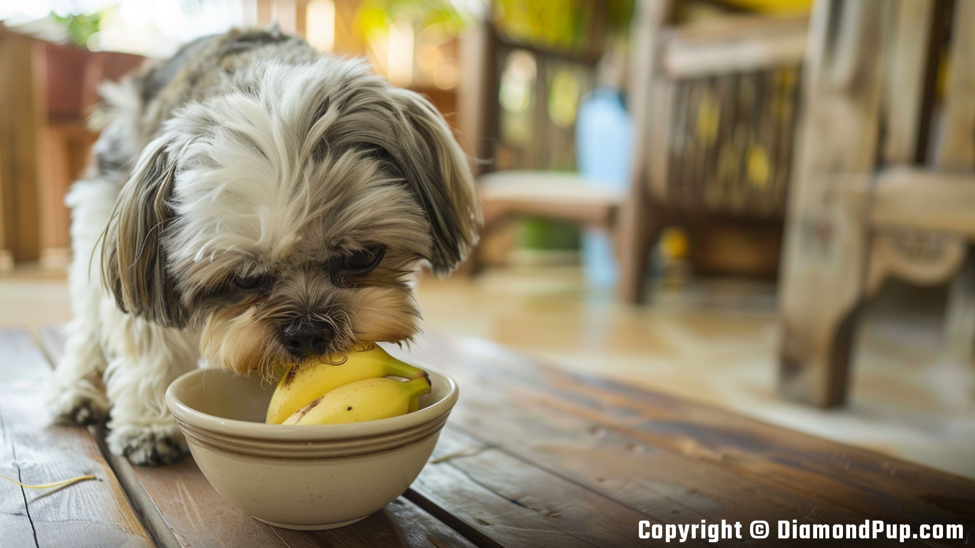 Image of a Cute Shih Tzu Snacking on Banana