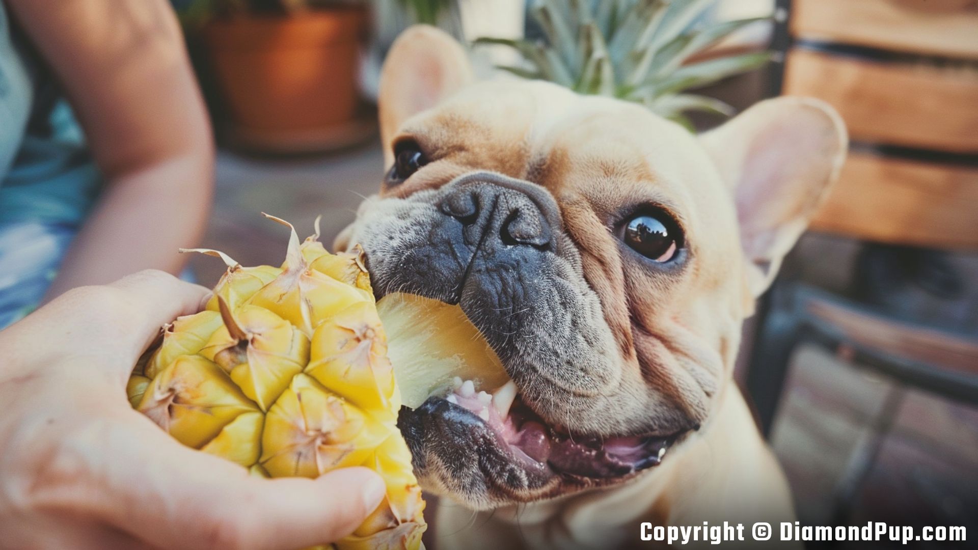 Image of a Happy French Bulldog Eating Pineapple