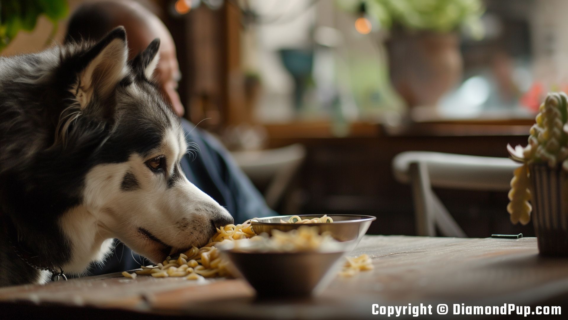 Image of a Happy Husky Snacking on Pasta