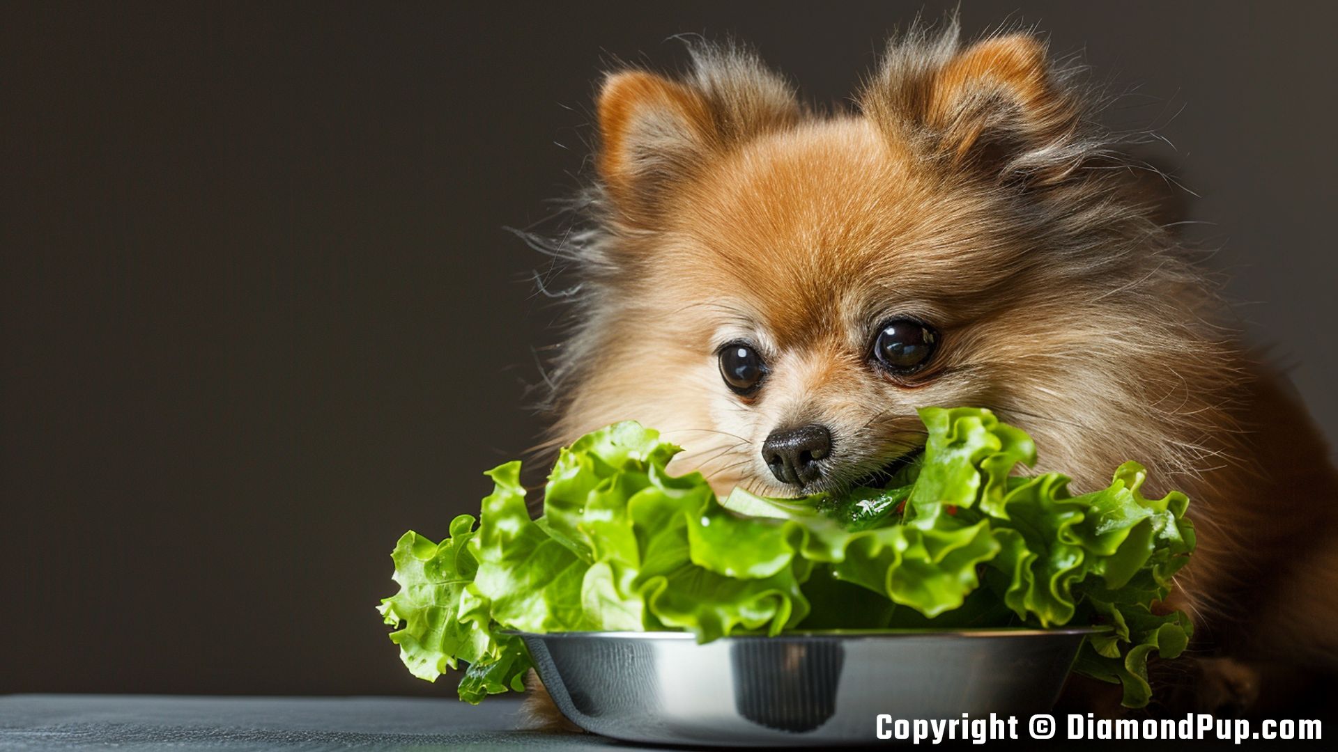 Image of a Happy Pomeranian Eating Lettuce