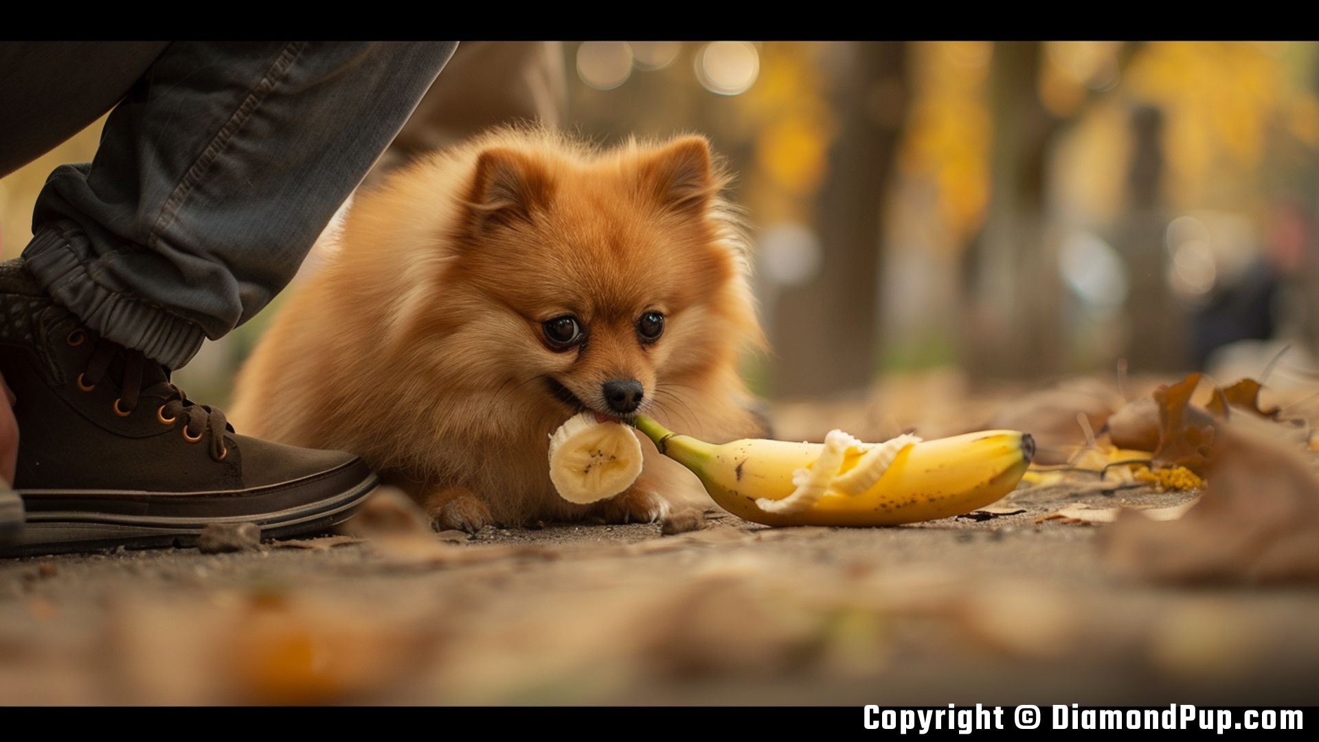 Image of a Happy Pomeranian Snacking on Banana
