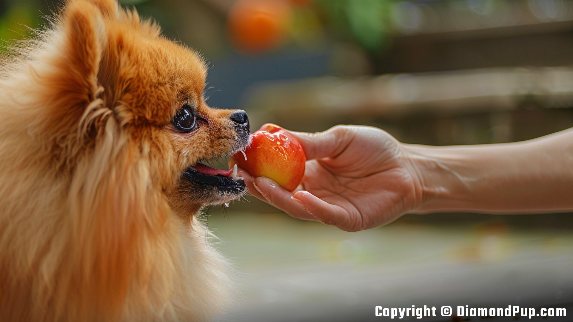 Image of a Happy Pomeranian Snacking on Peaches