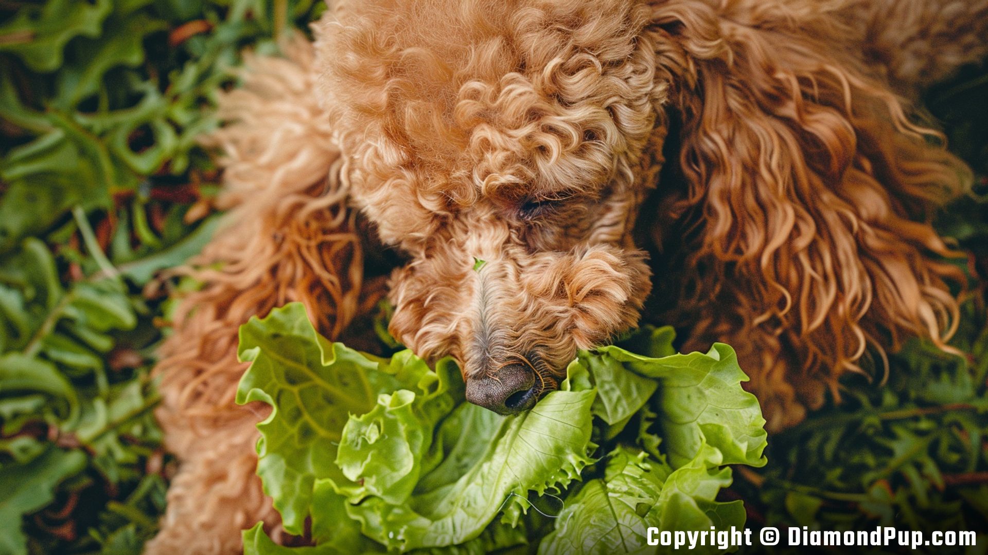 Image of a Happy Poodle Snacking on Lettuce
