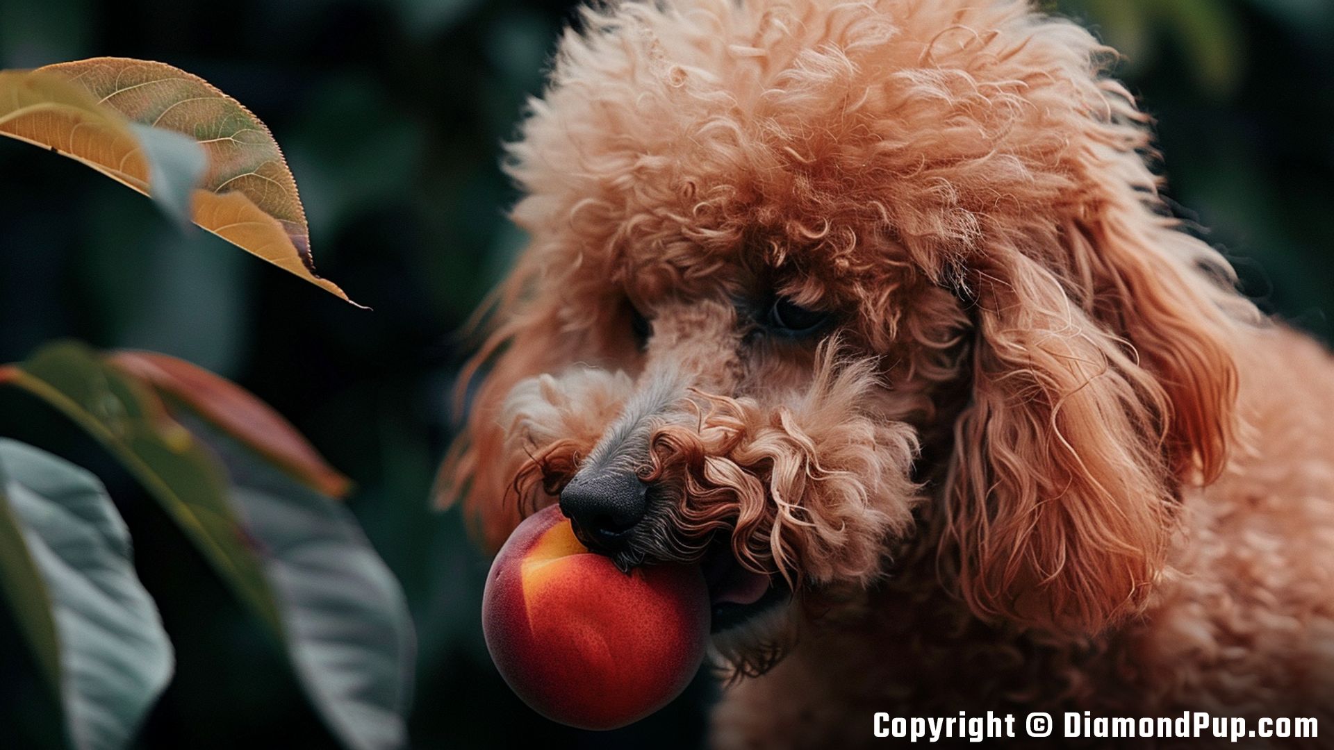 Image of a Happy Poodle Snacking on Peaches