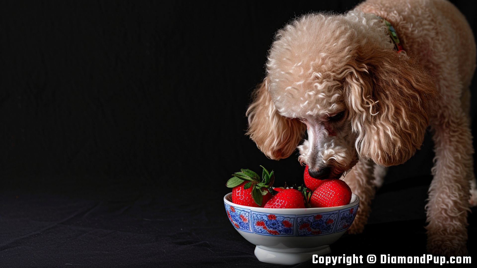 Image of a Happy Poodle Snacking on Strawberries