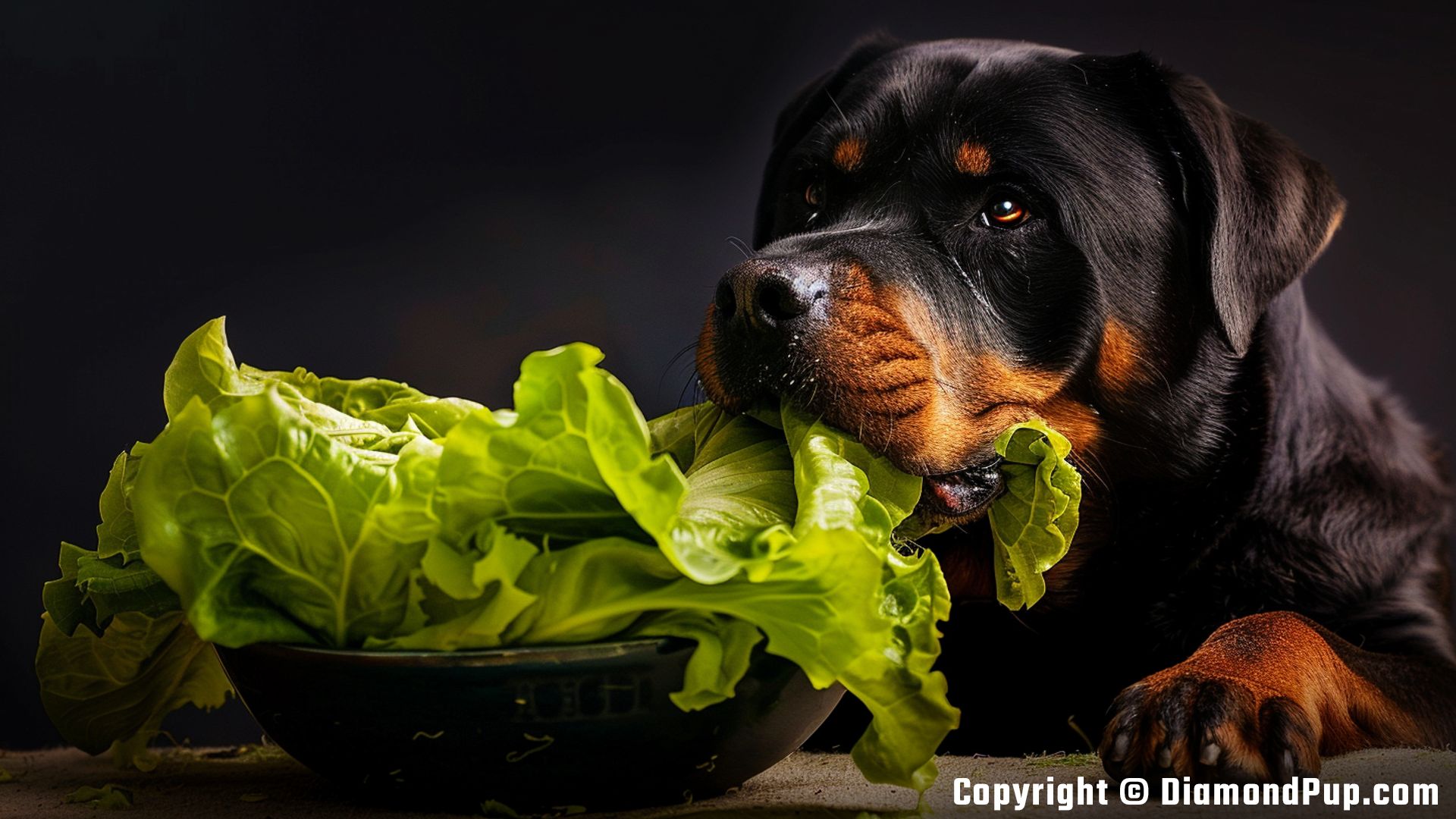 Image of a Happy Rottweiler Eating Lettuce