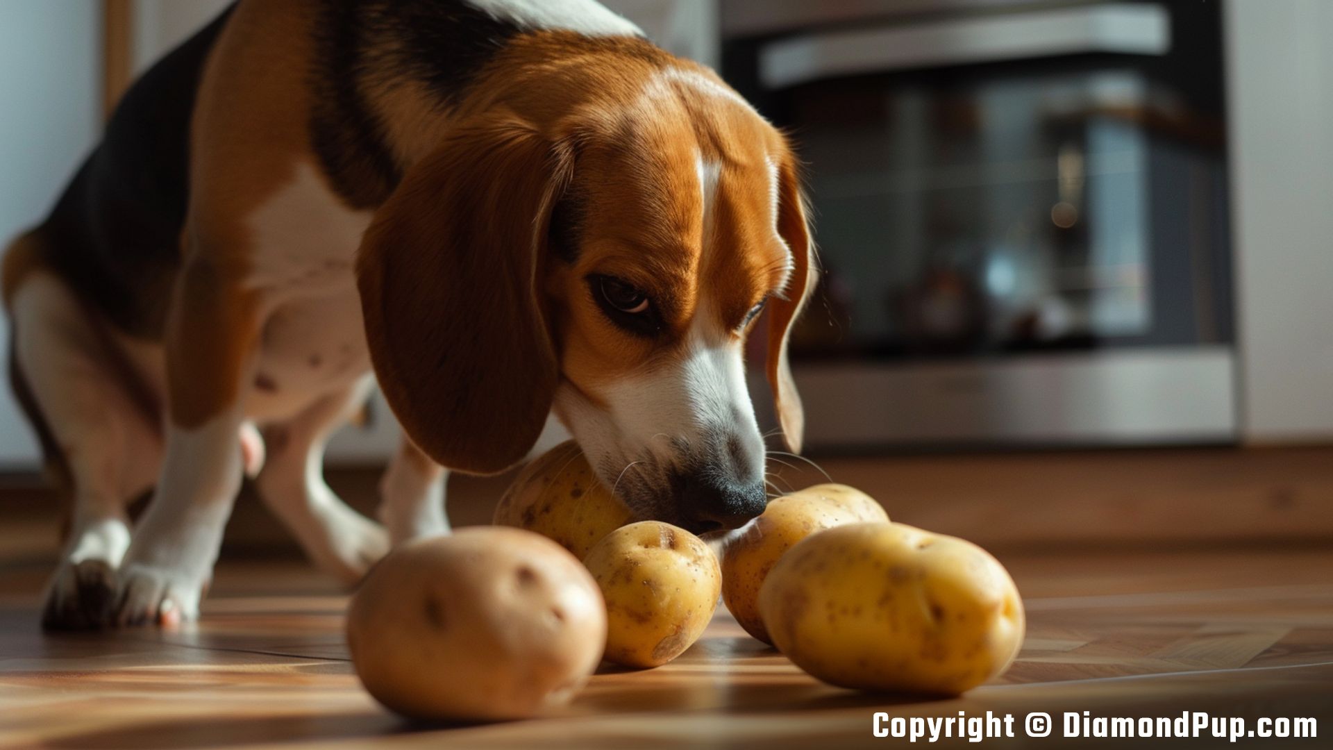 Image of a Playful Beagle Snacking on Potato