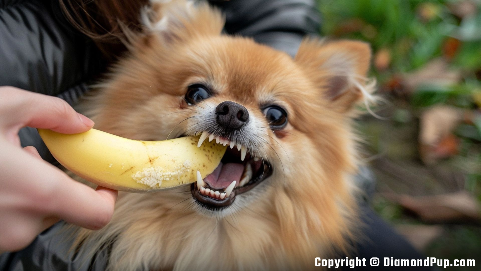 Image of a Playful Pomeranian Snacking on Banana