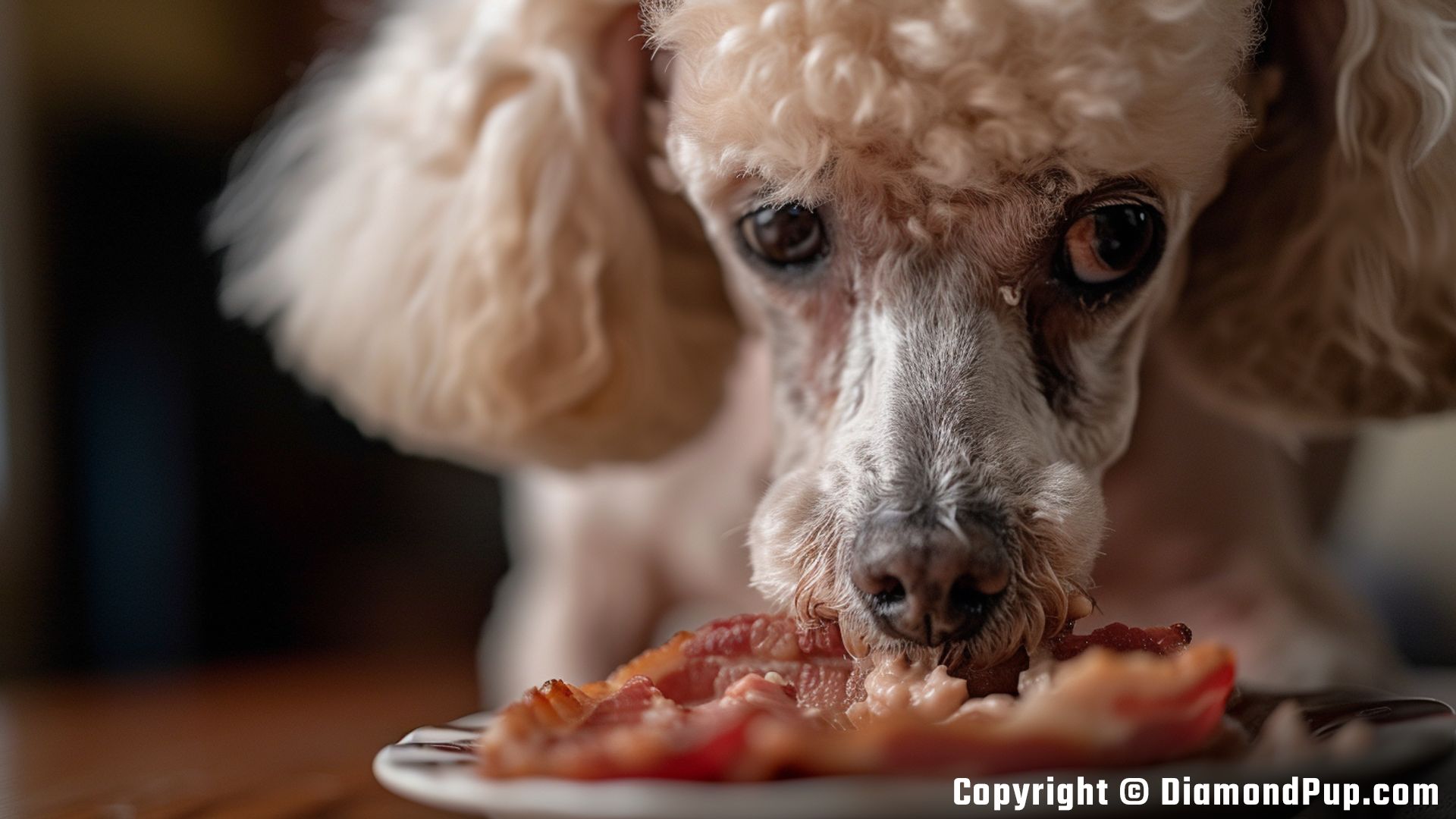 Image of a Playful Poodle Snacking on Bacon