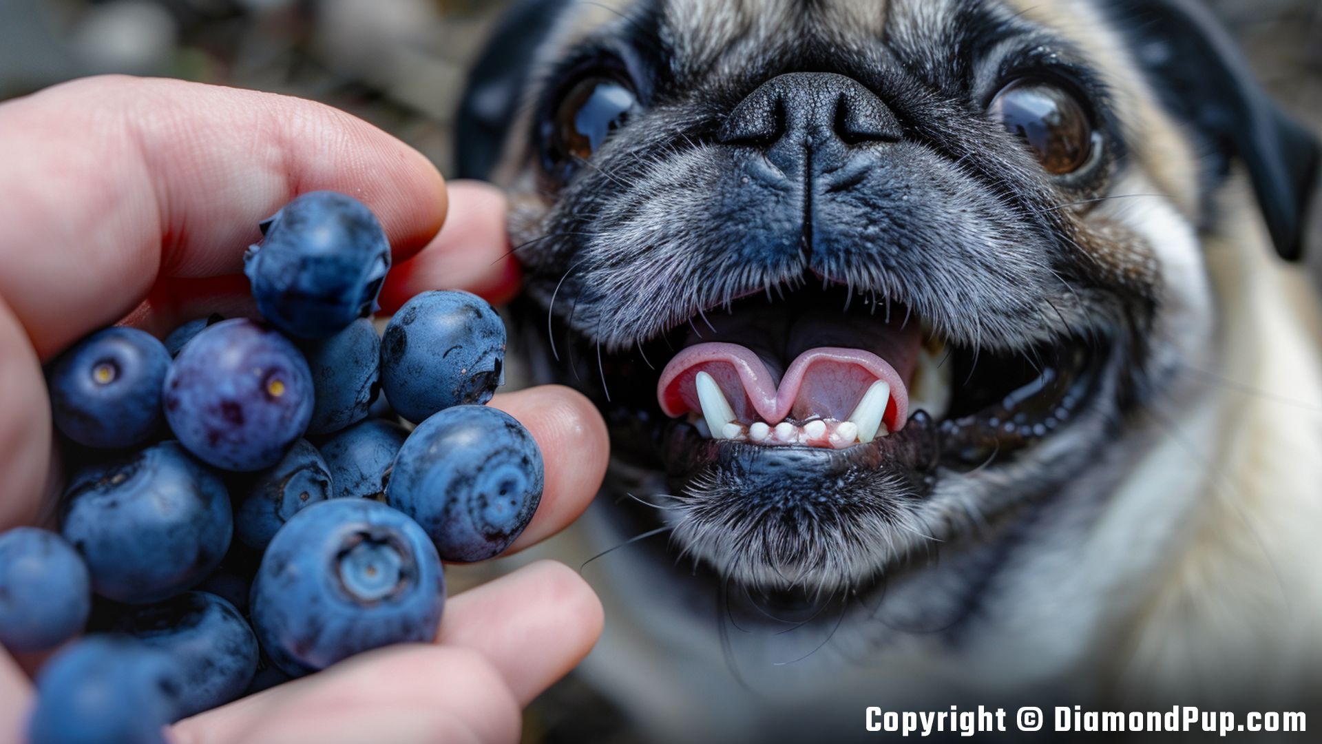 Image of a Playful Pug Eating Blueberries