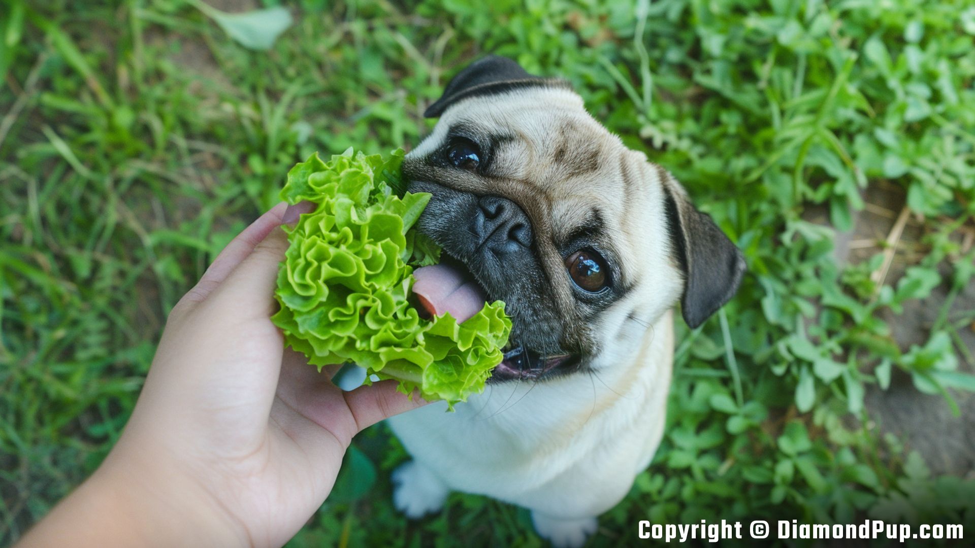 Image of a Playful Pug Eating Lettuce