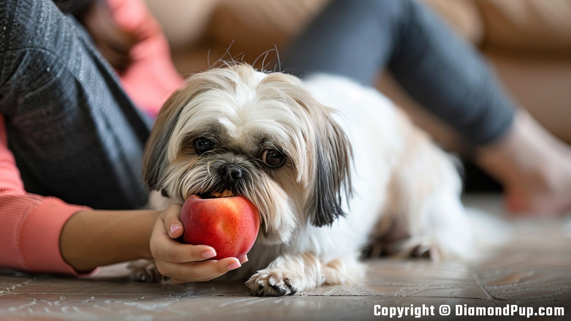 Image of a Playful Shih Tzu Eating Peaches