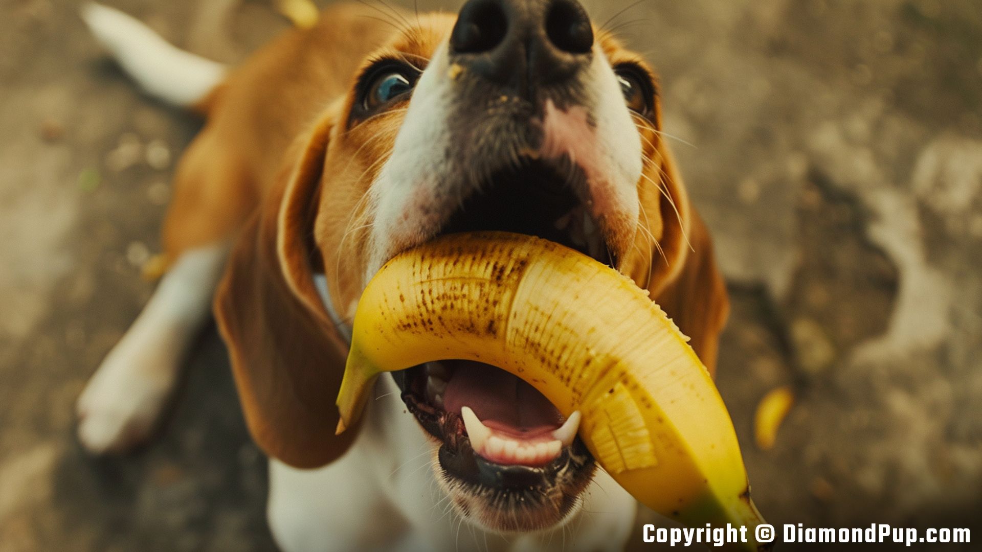 Image of an Adorable Beagle Snacking on Banana