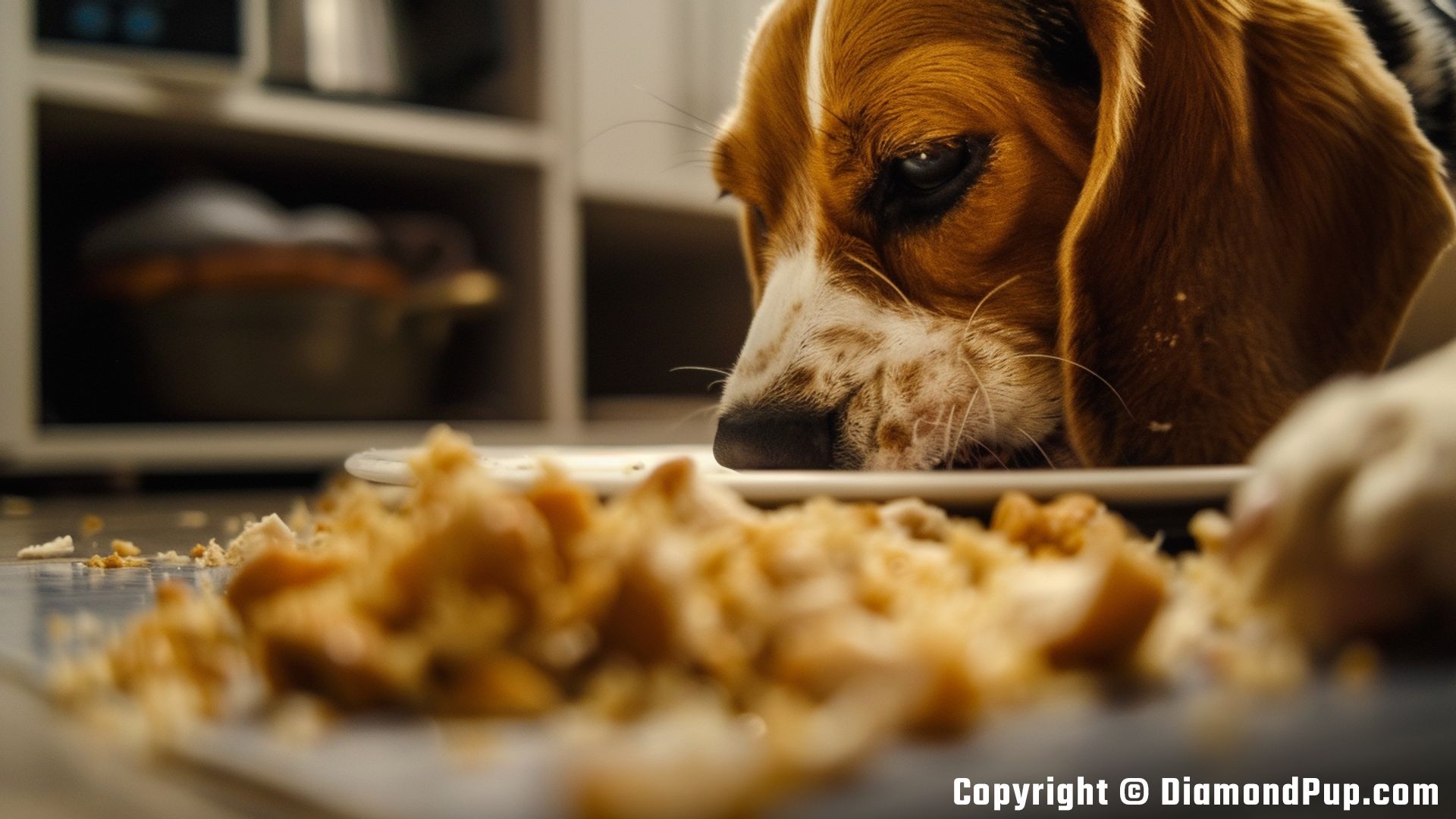 Image of an Adorable Beagle Snacking on Chicken