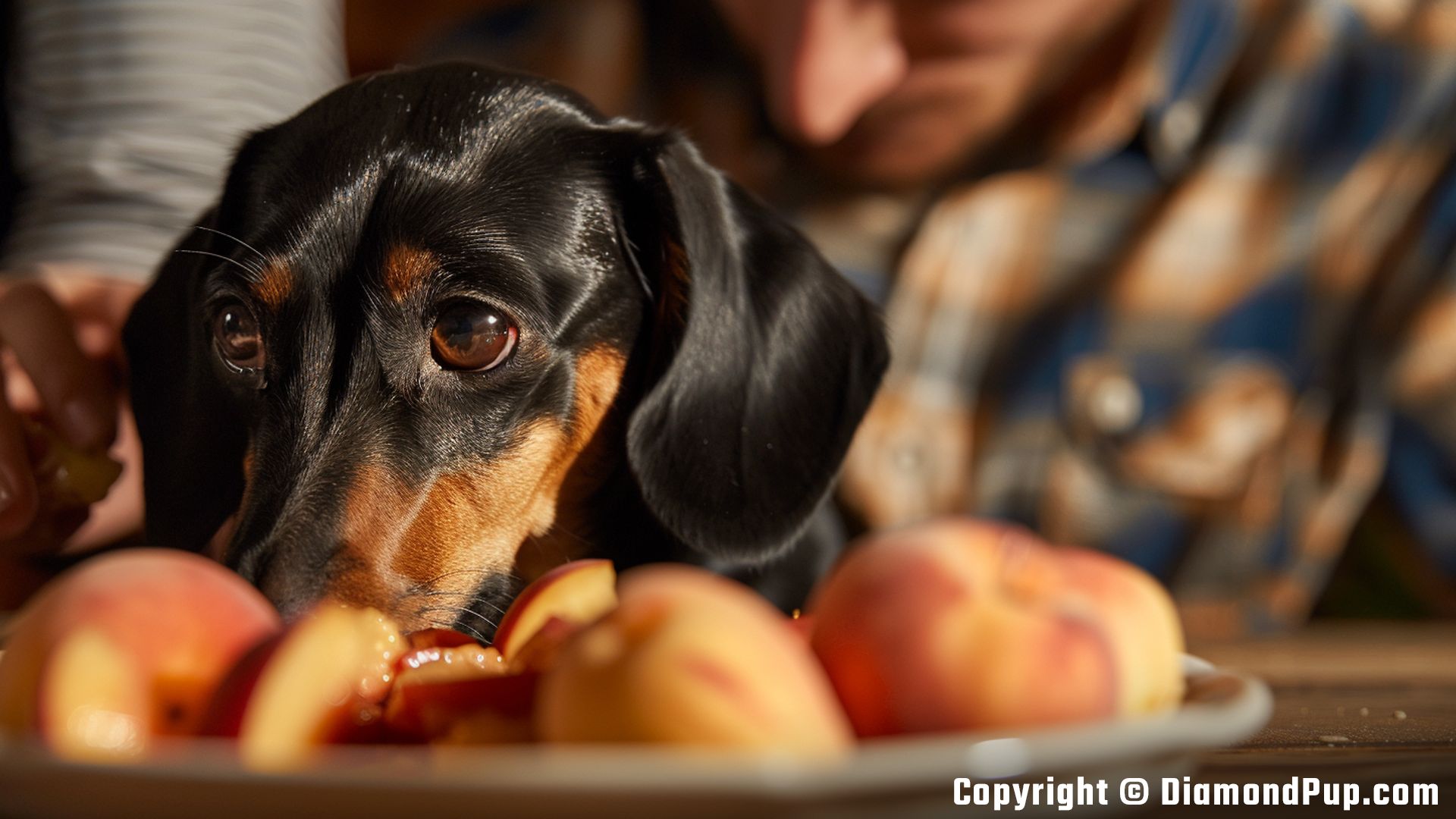 Image of an Adorable Dachshund Snacking on Peaches