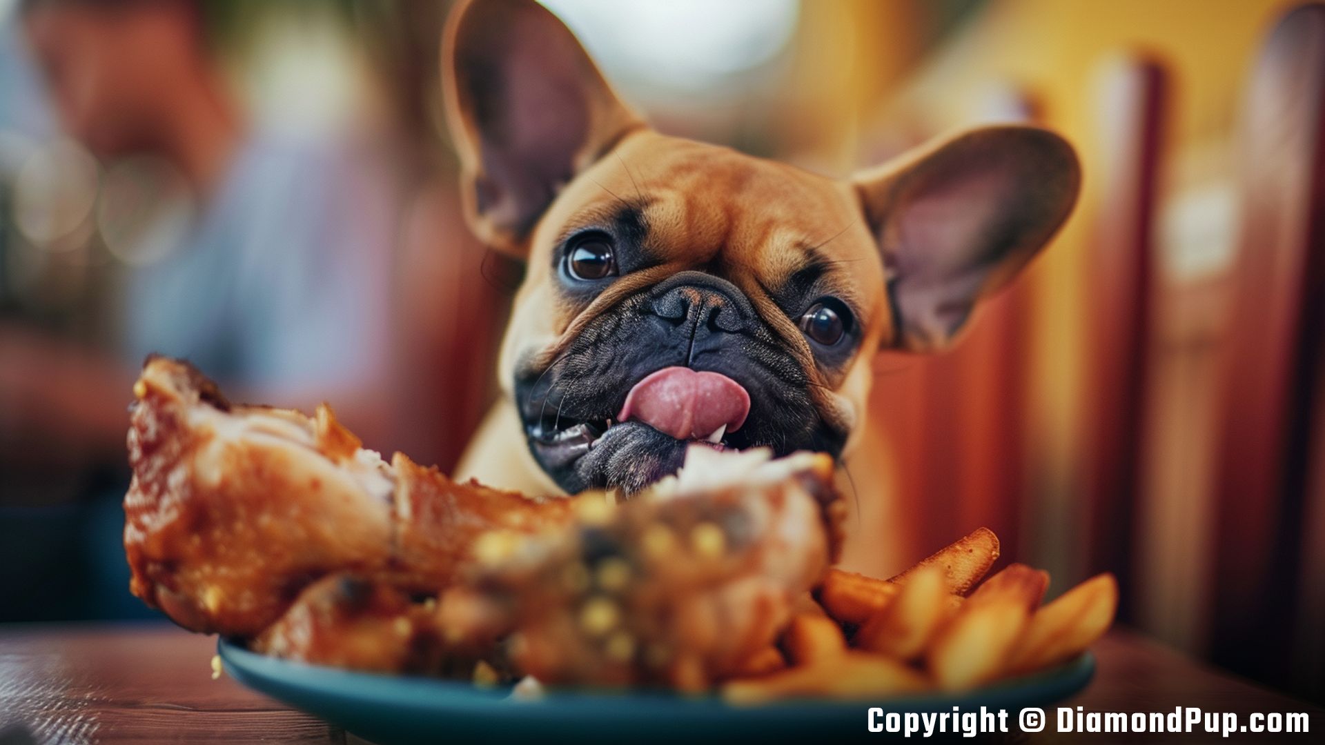 Image of an Adorable French Bulldog Snacking on Chicken