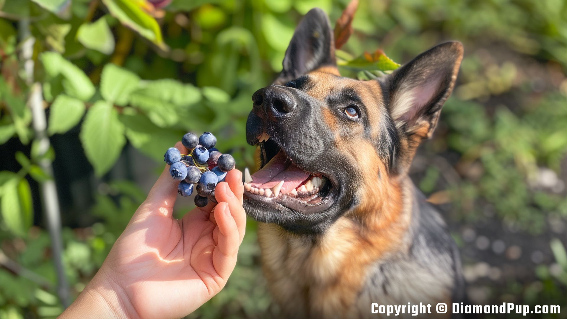 Image of an Adorable German Shepherd Eating Blueberries