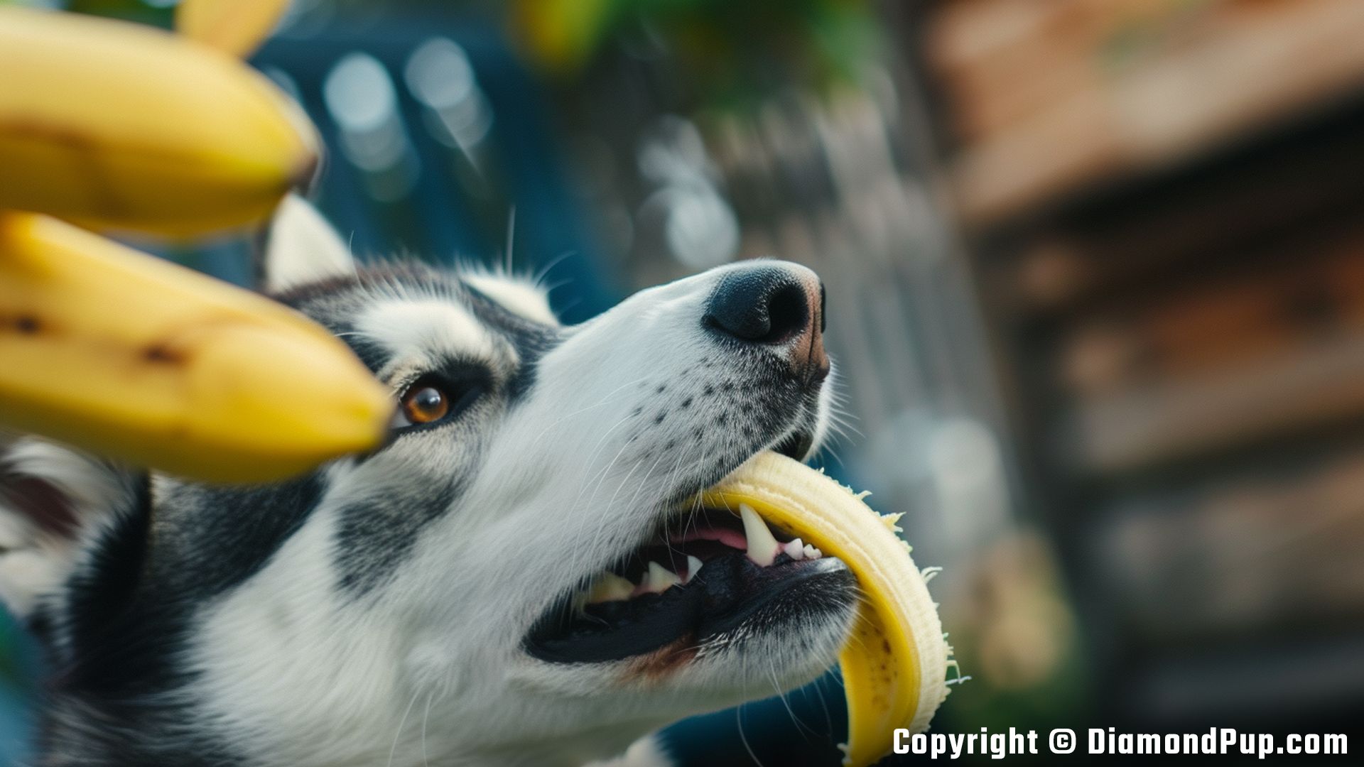 Image of an Adorable Husky Eating Banana