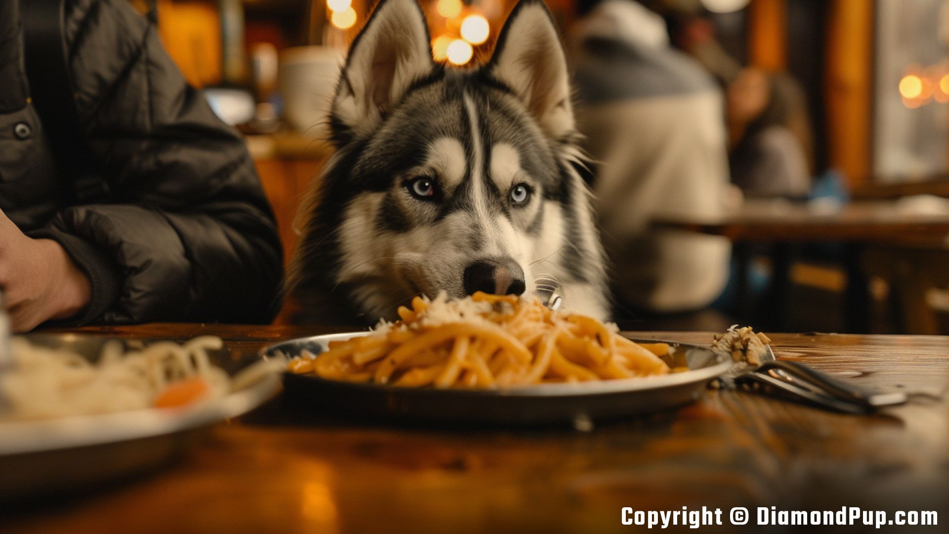Image of an Adorable Husky Eating Pasta