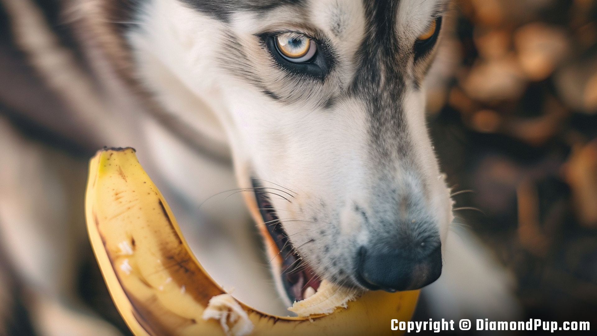 Image of an Adorable Husky Snacking on Banana