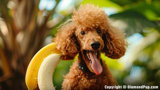 Image of an Adorable Poodle Snacking on Banana