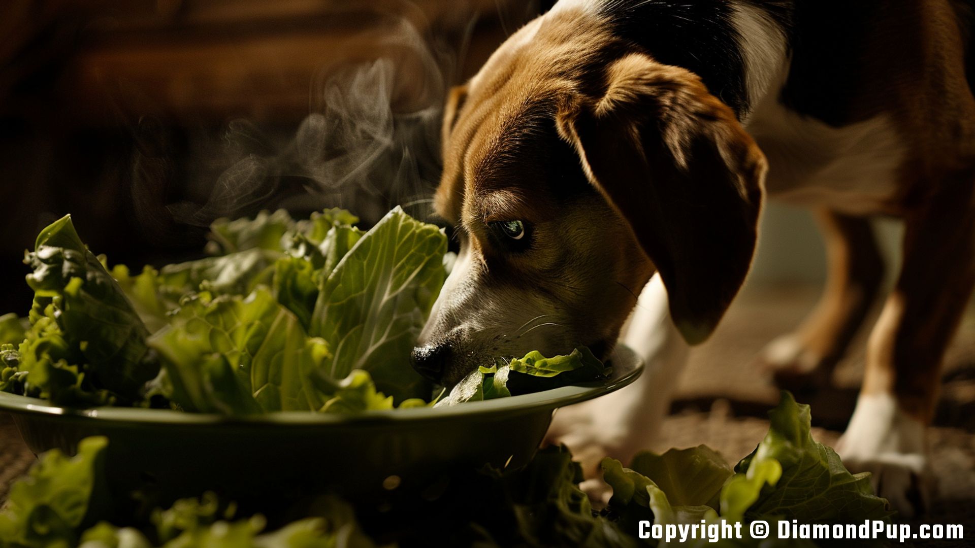Image of Beagle Snacking on Lettuce