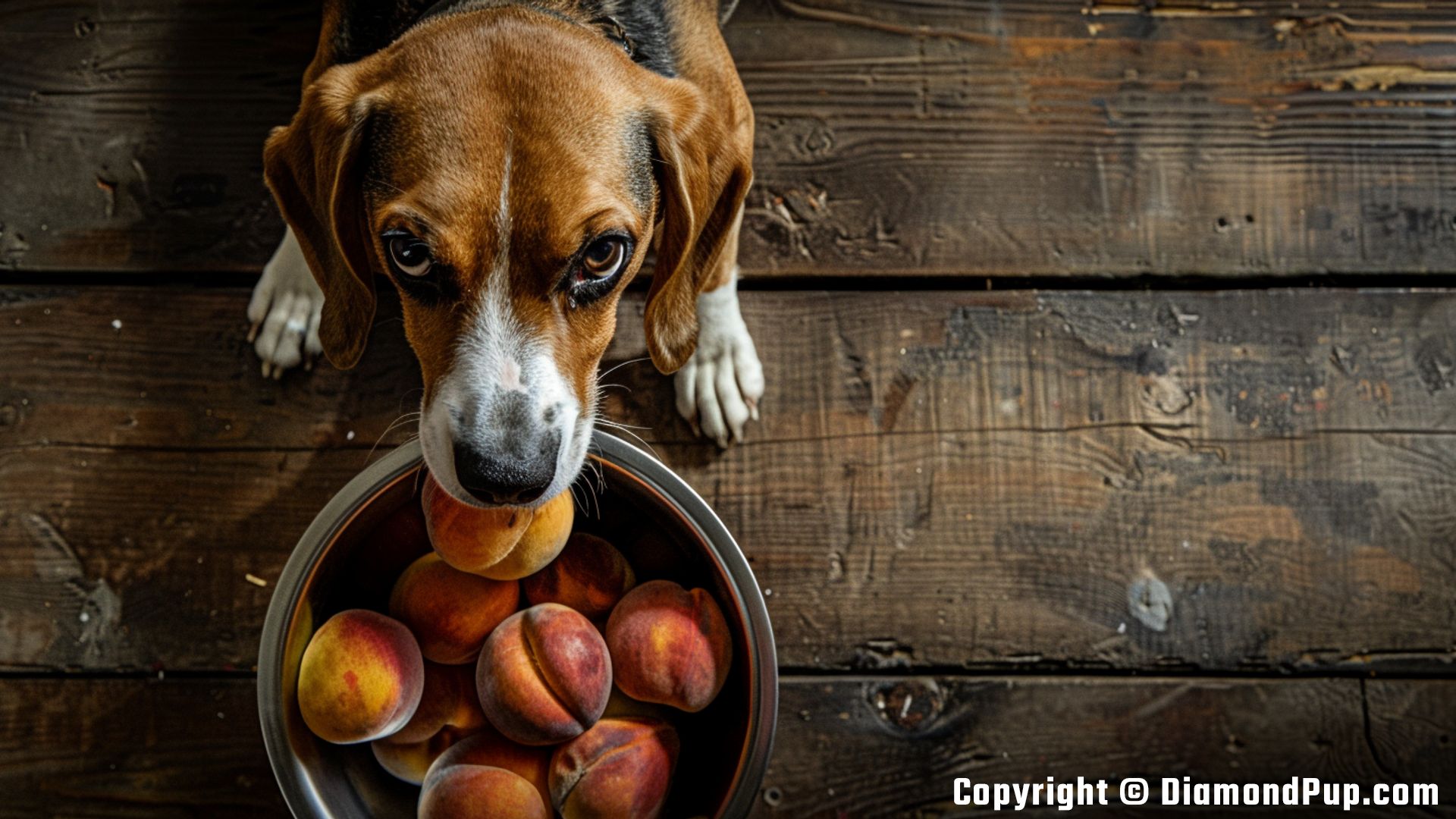 Image of Beagle Snacking on Peaches