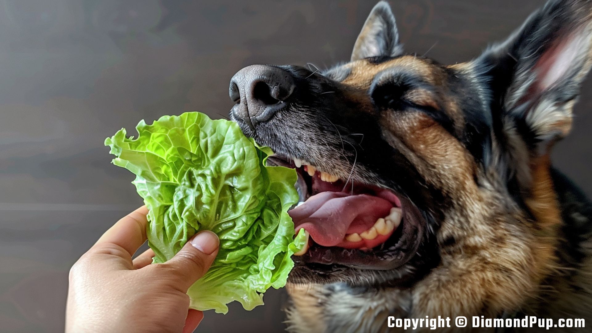 Image of German Shepherd Snacking on Lettuce