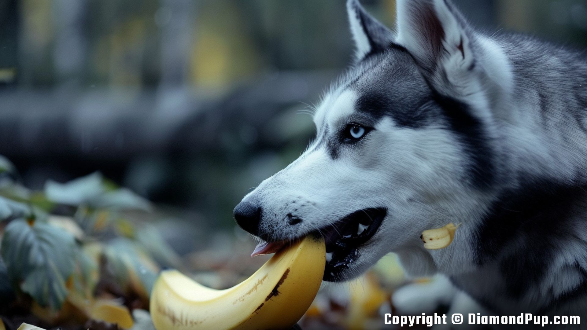Image of Husky Snacking on Banana