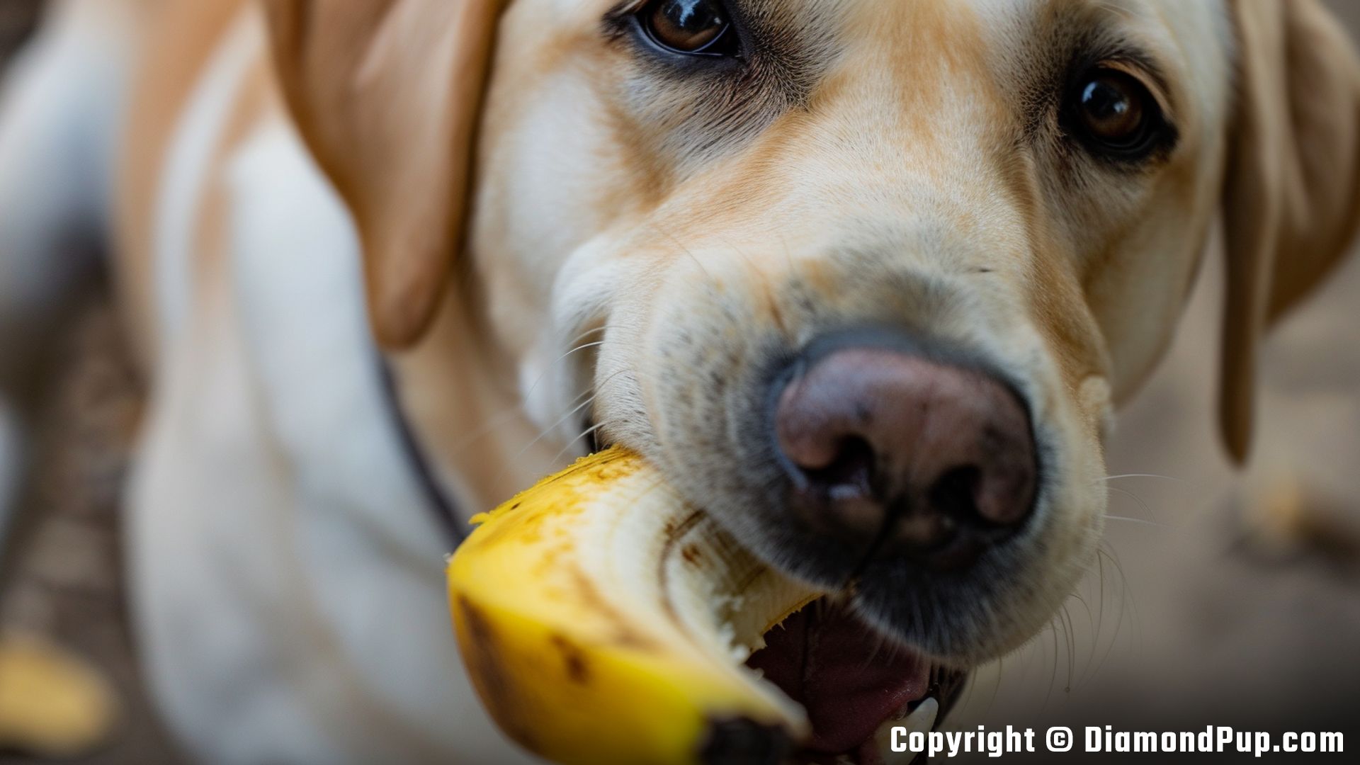 Image of Labrador Eating Banana