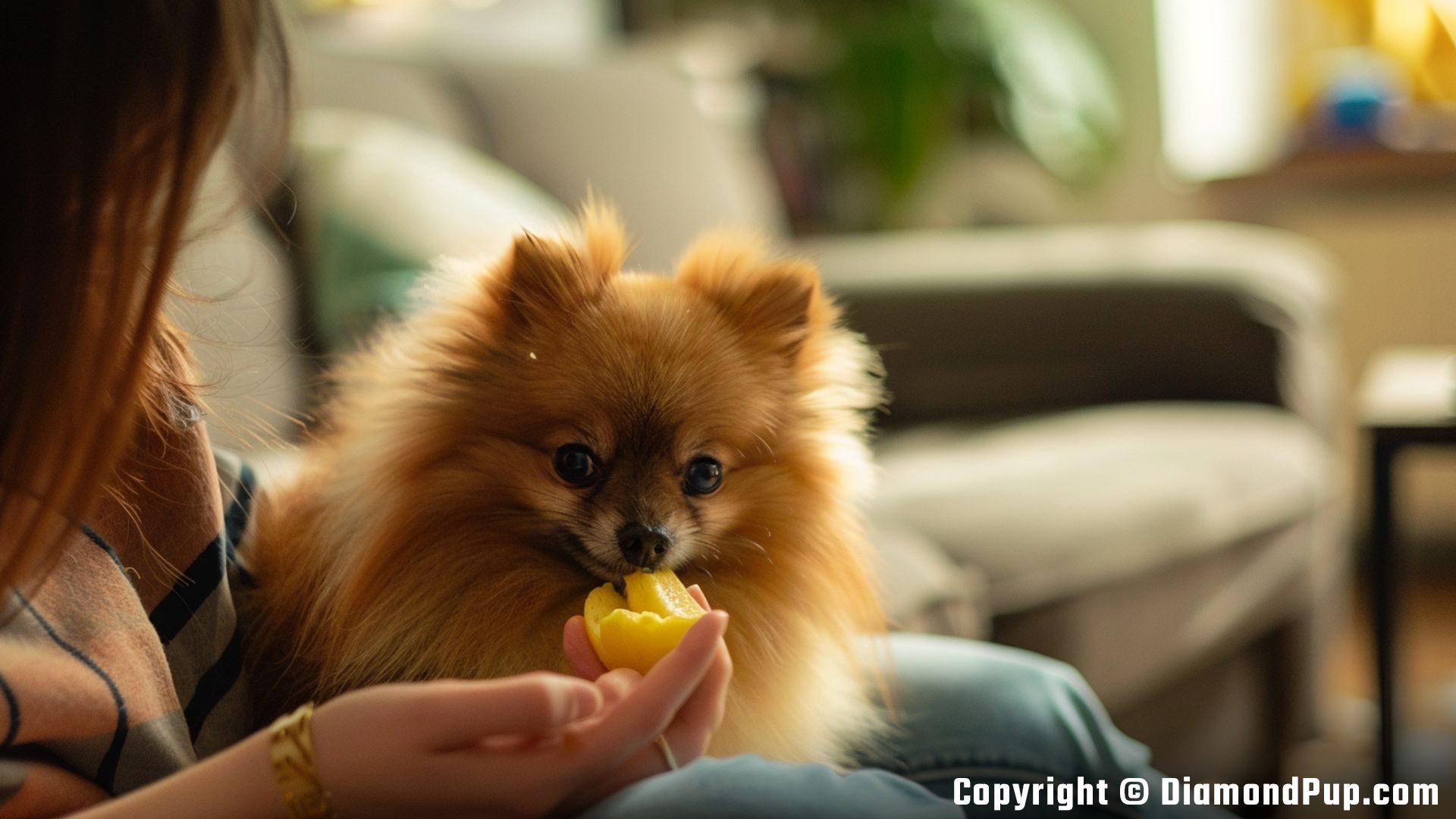 Image of Pomeranian Snacking on Banana