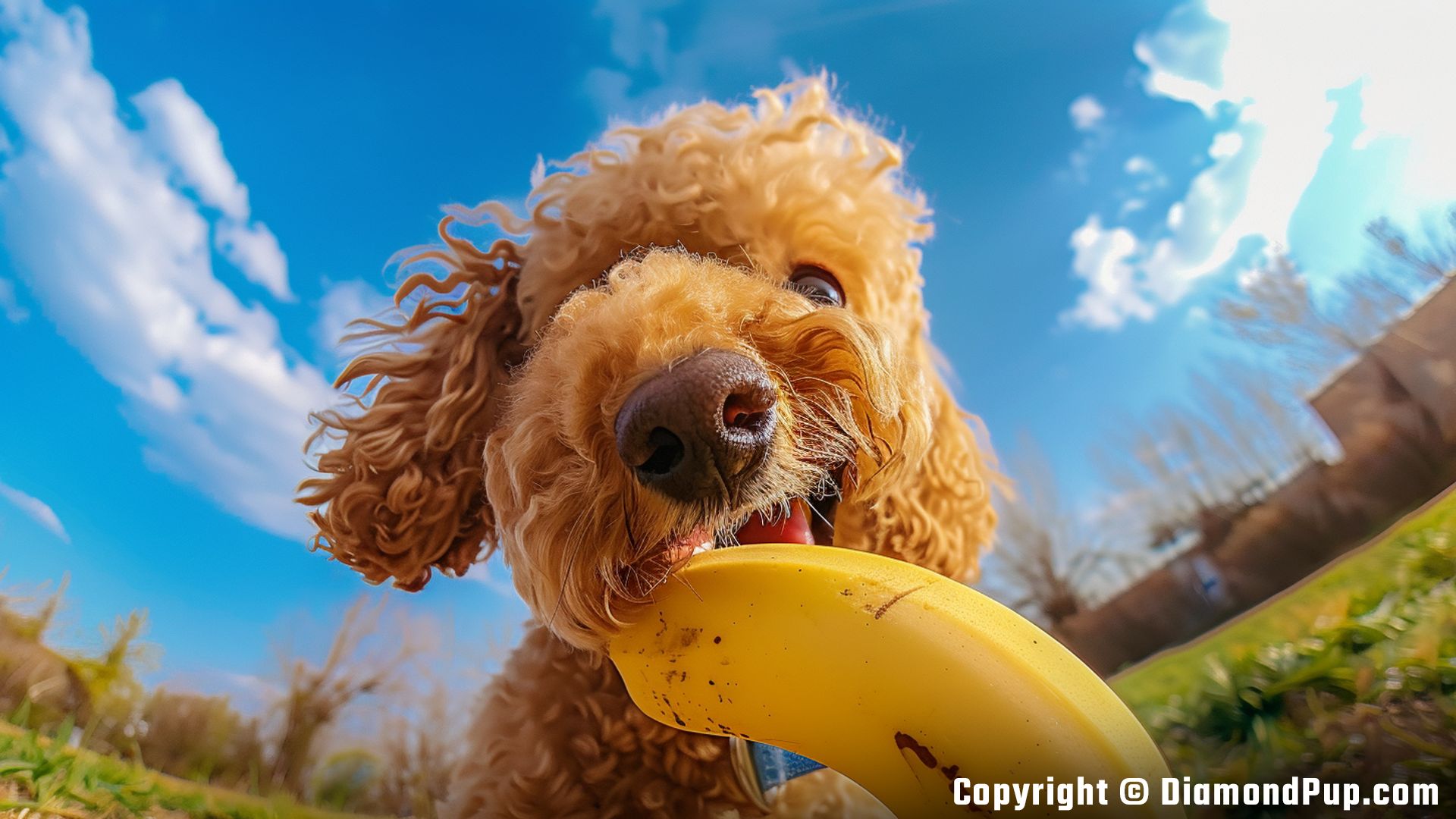 Image of Poodle Snacking on Banana