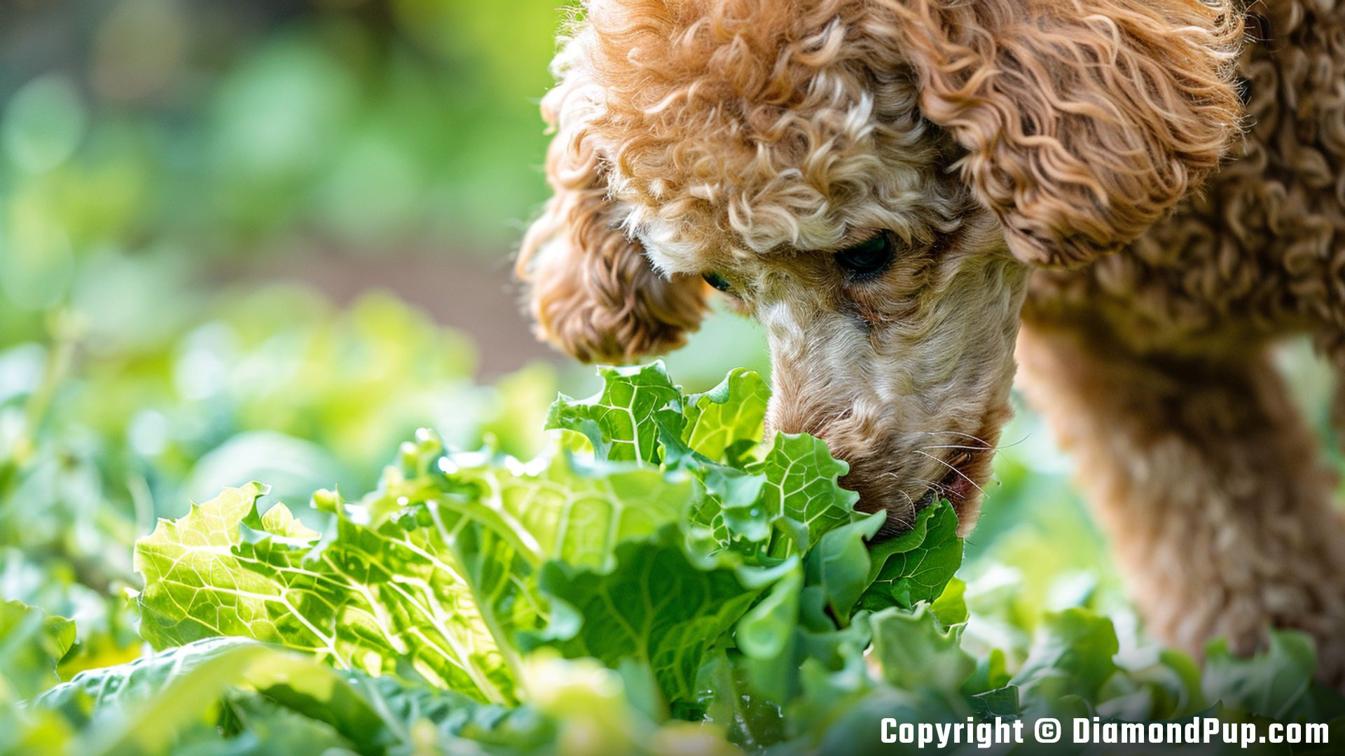 Image of Poodle Snacking on Lettuce