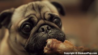 Image of Pug Snacking on Chicken