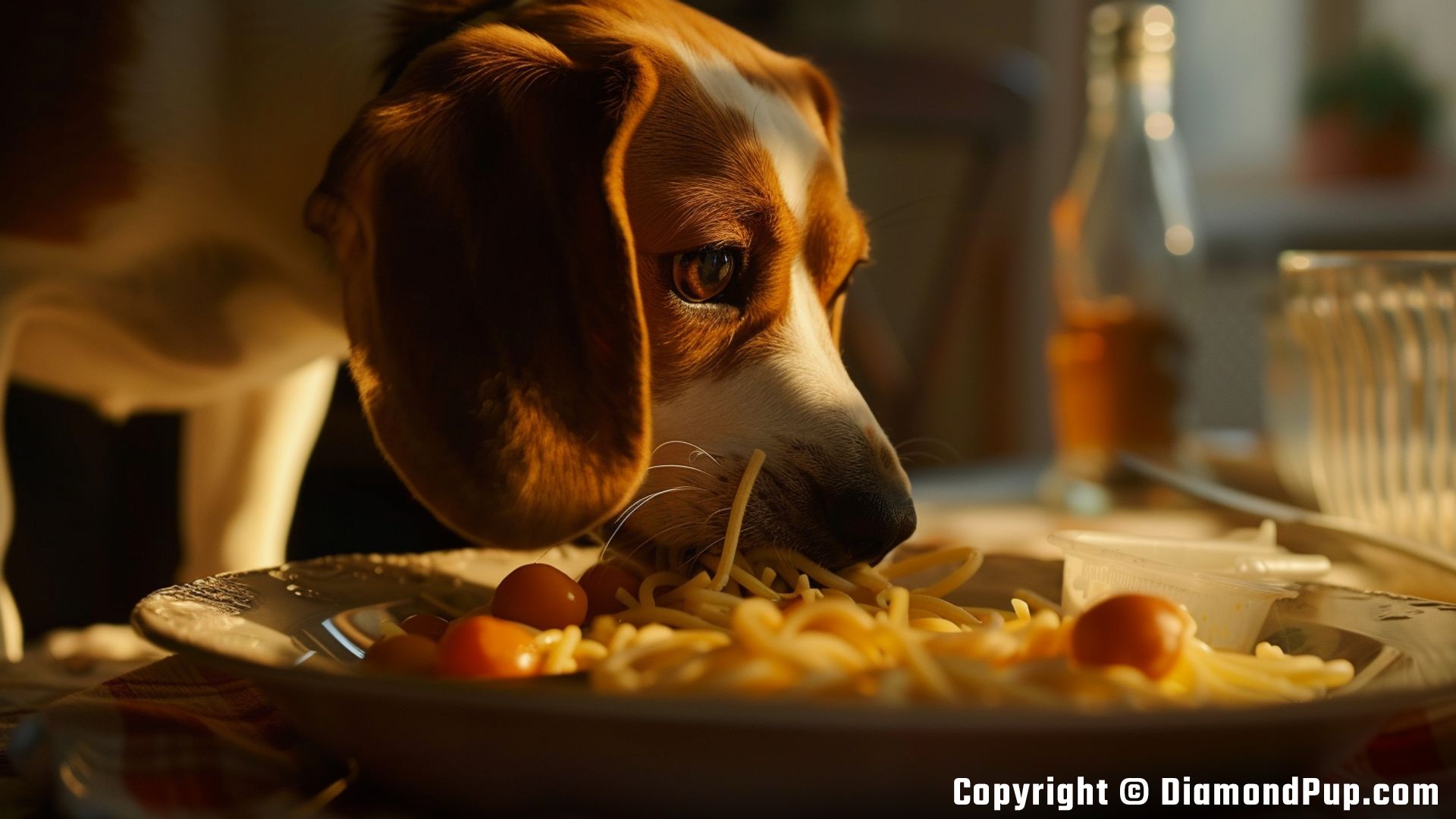 Photo of a Cute Beagle Eating Pasta