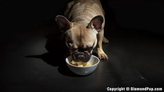 Photo of a Cute French Bulldog Eating Potato