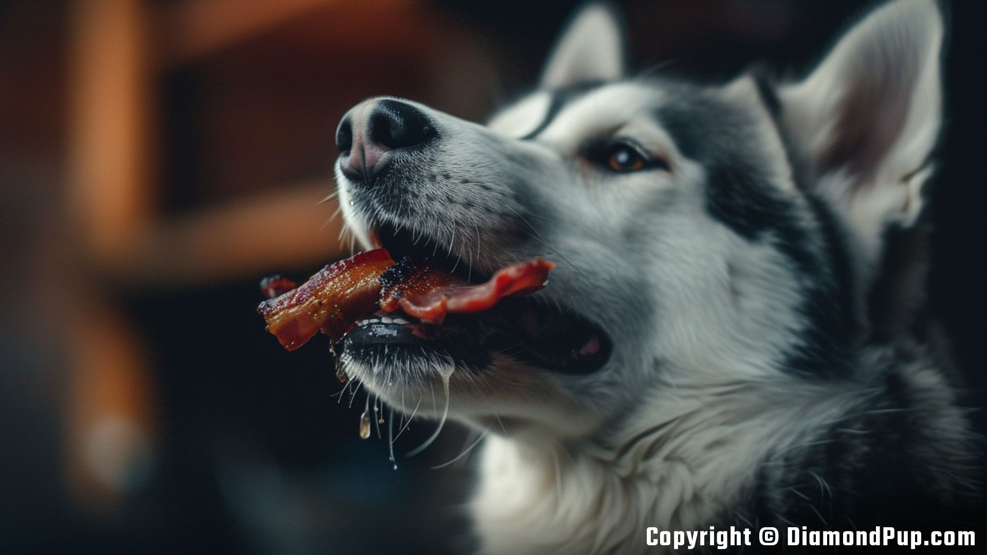 Photo of a Cute Husky Eating Bacon