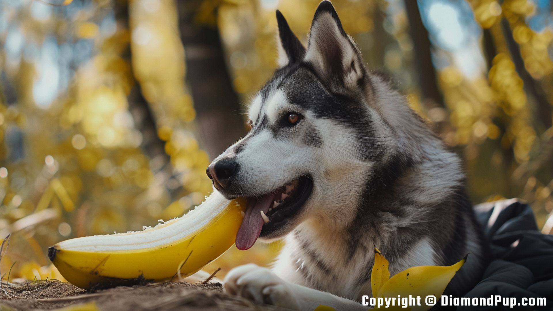 Photo of a Cute Husky Snacking on Banana
