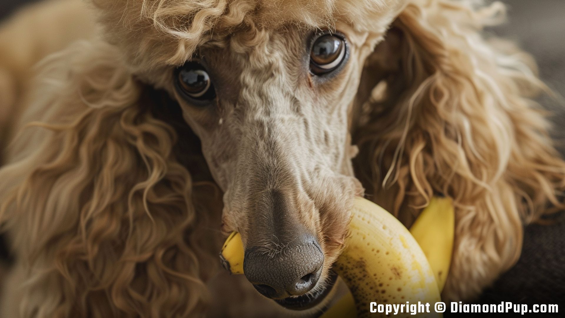 Photo of a Cute Poodle Eating Banana